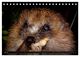 Thumbnail-9