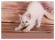 Thumbnail-12