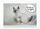 Thumbnail-12