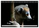 Thumbnail-11
