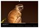 Thumbnail-14