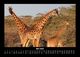 Thumbnail-9