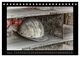 Thumbnail-10