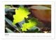 Thumbnail-9