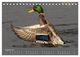 Thumbnail-13