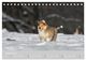 Thumbnail-12
