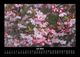 Thumbnail-11