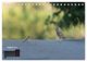 Thumbnail-13