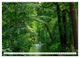 Thumbnail-9