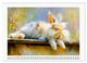 Thumbnail-13