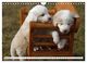 Thumbnail-11
