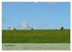 Thumbnail-13