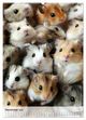 Thumbnail-11