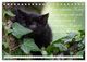 Thumbnail-13