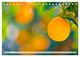 Thumbnail-8
