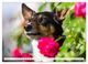 Thumbnail-7