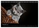 Thumbnail-13