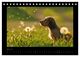 Thumbnail-10