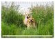 Thumbnail-13