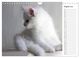 Thumbnail-13