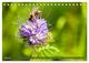 Thumbnail-8