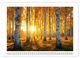 Thumbnail-14