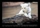 Thumbnail-12