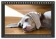 Thumbnail-14