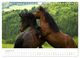 Thumbnail-13