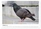 Thumbnail-12