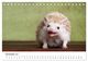 Thumbnail-13