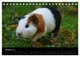 Thumbnail-12