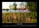 Thumbnail-12