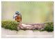 Thumbnail-8