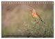 Thumbnail-7