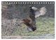 Thumbnail-9