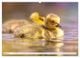 Thumbnail-8