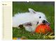 Thumbnail-10
