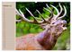 Thumbnail-11