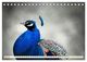 Thumbnail-9