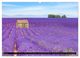 Thumbnail-12