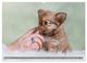 Thumbnail-3
