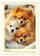 Thumbnail-14