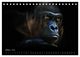 Thumbnail-12