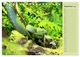 Thumbnail-11