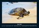 Thumbnail-9
