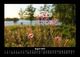 Thumbnail-12