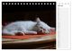 Thumbnail-12