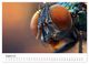 Thumbnail-13