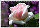 Thumbnail-11